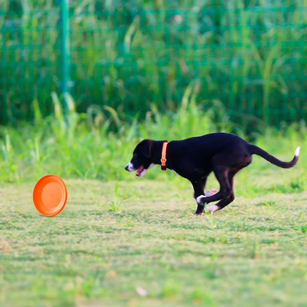 Frisbee per Cani Professionale - Disco Addestramento Morbido e Resistente Puppy